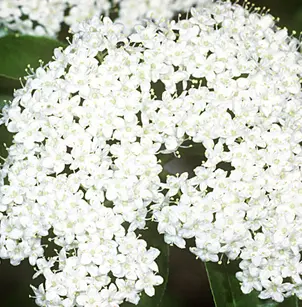 Blackhaw (Viburnum prunifolium)