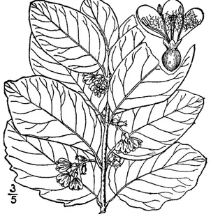 Western Snowberry (Symphoricarpos occidentalis)