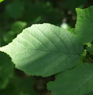 American Hazelnut (Corylus americana)
