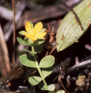 Tinker's Penny (Hypericum anagalloides)