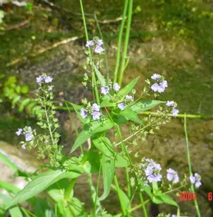 American Speedwell (Veronica americana)