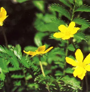 Silverweed (Potentilla anserina)