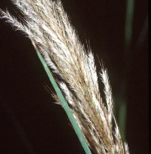 Sugarcane Plumegrass (Saccharum giganteum)