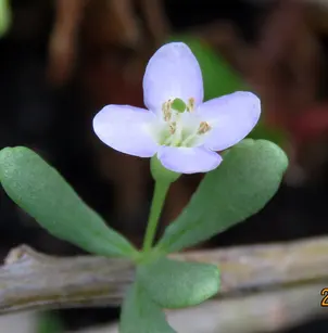 Hawai'i Desert-Thorn (Lycium sandwicense)