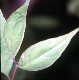 Stiff Dogwood (Cornus foemina)