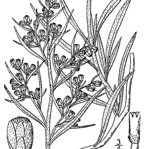 Silver Sagebrush (Artemisia cana)