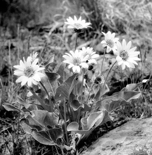 Arrowleaf Balsam Root (Balsamorhiza sagittata)