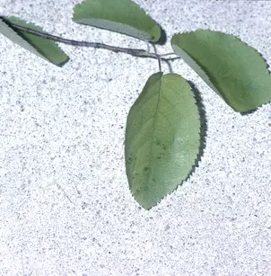 Canadian Serviceberry (Amelanchier canadensis)