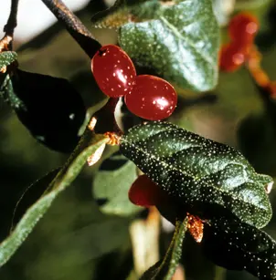 Russet Buffaloberry (Shepherdia canadensis)