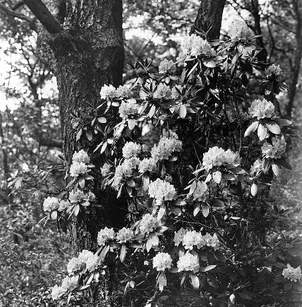 Great Laurel (Rhododendron maximum)