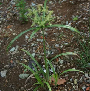 Fragrant Flatsedge (Cyperus odoratus)