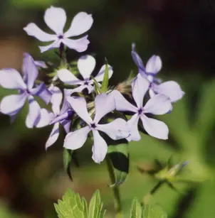 Wild Blue Phlox (Phlox divaricata)