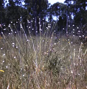 Tenangle Pipewort (Eriocaulon decangulare)