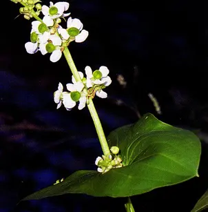 Broadleaf Arrowhead (Sagittaria latifolia)
