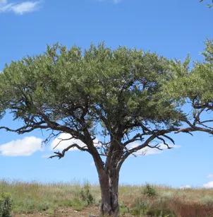 Curl-Leaf Mountain Mahogany (Cercocarpus ledifolius)