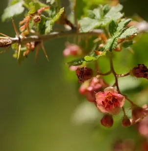 Gooseberry Currant (Ribes montigenum)