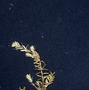 Black Crowberry (Empetrum nigrum)