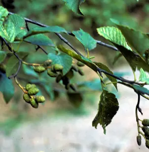 Red Alder (Alnus rubra)