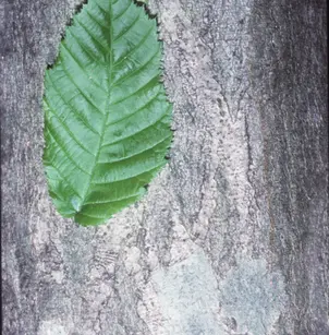 American Hornbeam (Carpinus caroliniana)