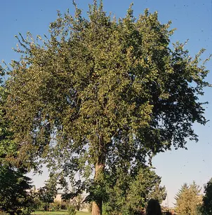 American Elm (Ulmus americana)