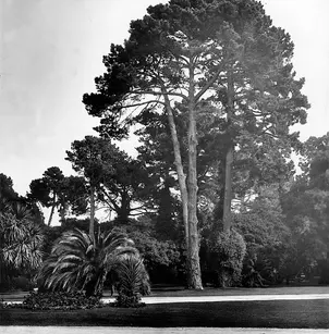Monterey Pine (Pinus radiata)