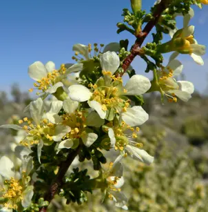 Desert Bitterbrush (Purshia glandulosa)