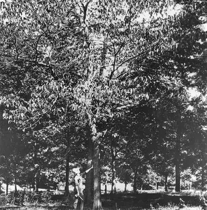 Slippery Elm (Ulmus rubra)