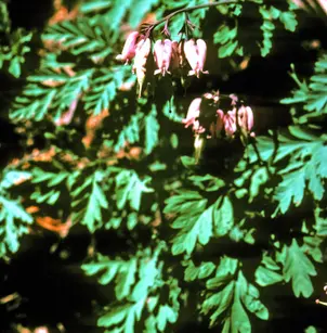 Pacific Bleeding Heart (Dicentra formosa)