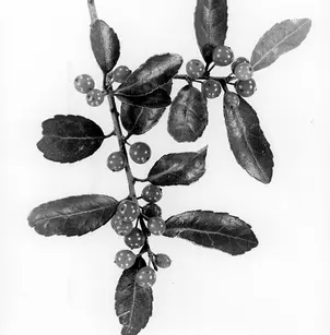 Redbay (Persea borbonia)