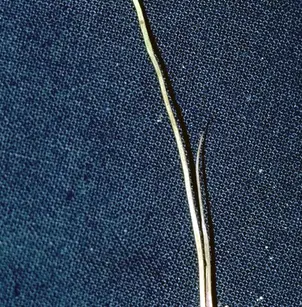 Mertens' Rush (Juncus mertensianus)