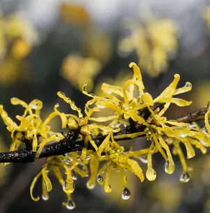 Common Witch Hazel (Hamamelis virginiana)