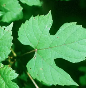 Catbird Grape (Vitis palmata)