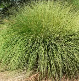 Deer Grass (Muhlenbergia rigens)