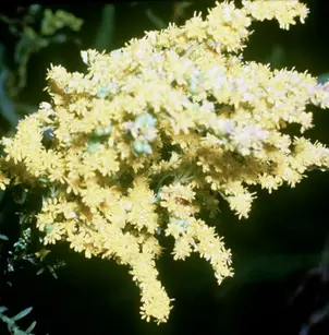 Giant Goldenrod (Solidago gigantea)