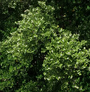 Black Mangrove (Avicennia germinans)
