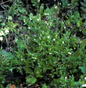 Mountain Snowberry (Symphoricarpos oreophilus)