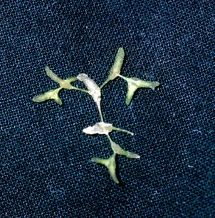 Star Duckweed (Lemna trisulca)