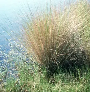 Sand Cordgrass (Spartina bakeri)