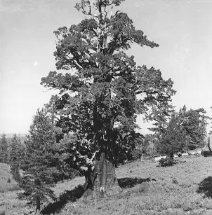 Western Juniper (Juniperus occidentalis)