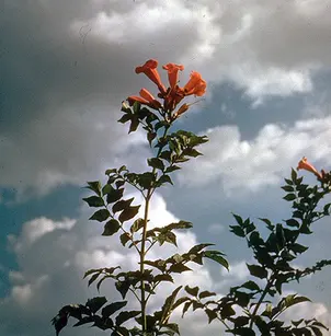 Trumpet Vine (Campsis radicans)