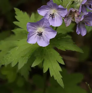 Woolly Geranium (Geranium erianthum)