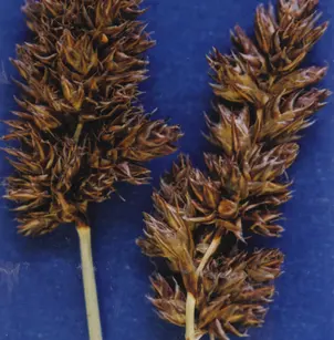 Analogue Sedge (Carex simulata)