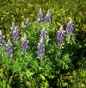 Nootka Lupine (Lupinus nootkatensis)