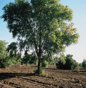 Eastern Black Walnut (Juglans nigra)