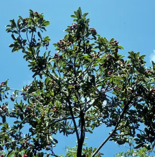 Wild Cinnamon (Canella winterana)