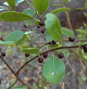 Scentless Bayberry (Morella inodora)