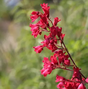 Coral Bells (Heuchera sanguinea)