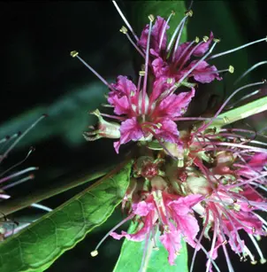 Swamp Loosestrife (Decodon verticillatus)