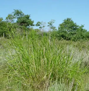 Basin Wild Rye (Elymus cInereus)