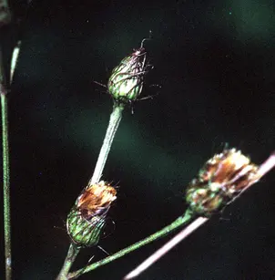 New York Ironweed (Vernonia noveboracensis)